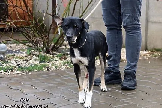 Rolo - wesoły i pogodny młodziak, Mazowieckie, Nowy Dwór Mazowiecki