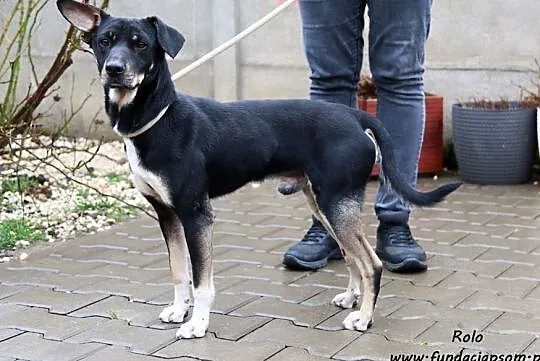 Rolo - wesoły i pogodny młodziak, Mazowieckie, Nowy Dwór Mazowiecki