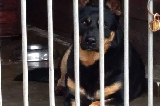 ZUZA-mądra sunia w typie owczarka szuka odpowiedzialnego domu, Wielkopolskie, Poznań