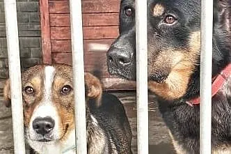 ZUZA-mądra sunia w typie owczarka szuka odpowiedzialnego domu, Wielkopolskie, Poznań