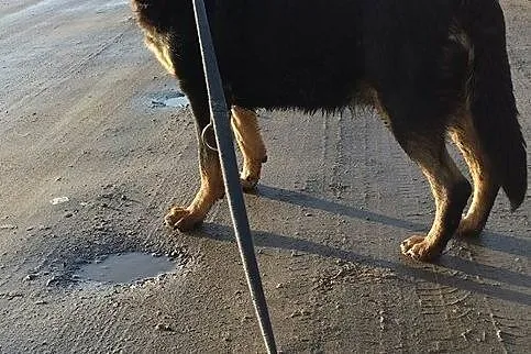 ZUZA-mądra sunia w typie owczarka szuka odpowiedzialnego domu, Wielkopolskie, Poznań