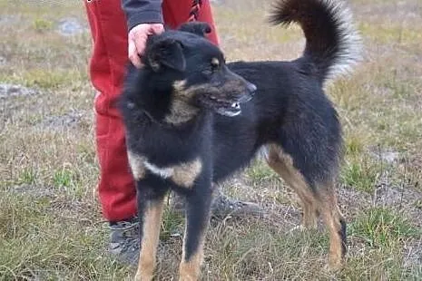 Irysek marznie w swojej zimnej, brudnej budce... C