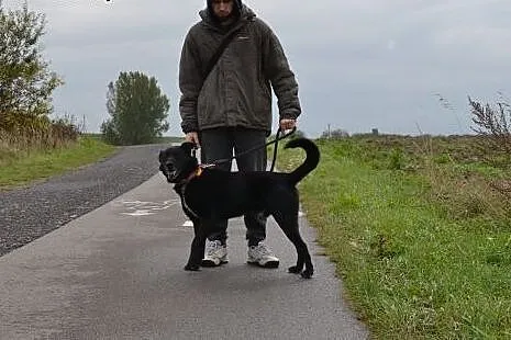 Duży, a niewidoczny :( Lucek BŁAGA o dom!,  małopo