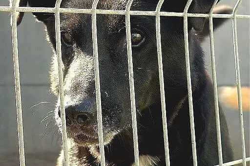 Duży, a niewidoczny :( Lucek BŁAGA o dom!,  małopo
