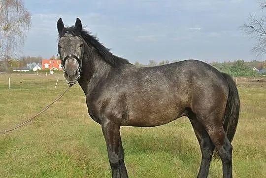 ***Młody wałach***, , 