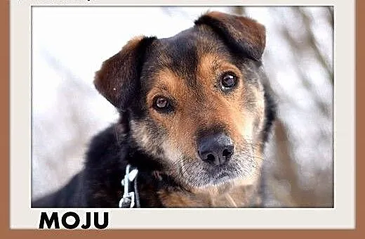 MOJU,średni,spokojny,łagodny piesek.ADOPCJA, doln