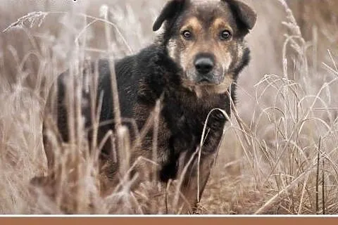 MOJU,średni,spokojny,łagodny piesek.ADOPCJA,  doln