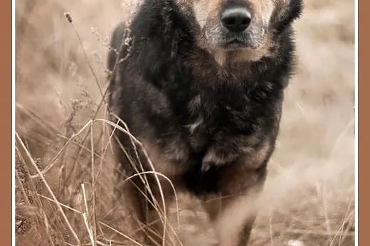 MOJU,średni,spokojny,łagodny piesek.ADOPCJA,  doln