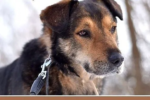 MOJU,średni,spokojny,łagodny piesek.ADOPCJA,  doln