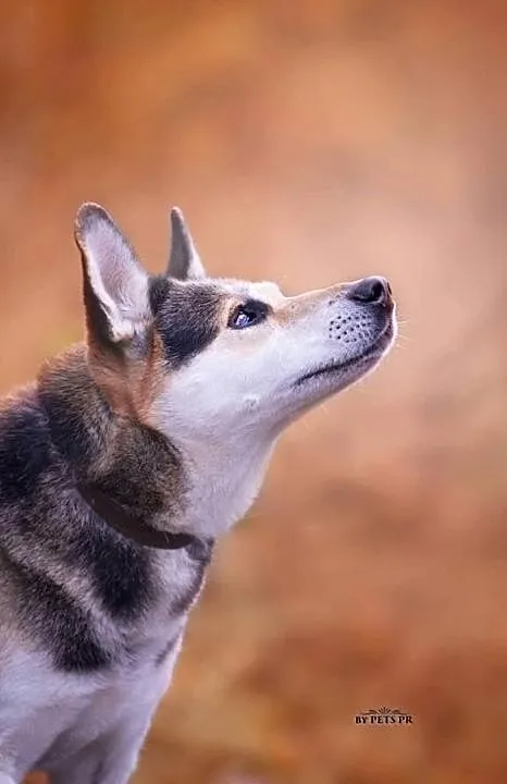 Rej pies w typie rasy husky szuka domu ADOPCJA, Wielkopolskie, Poznań
