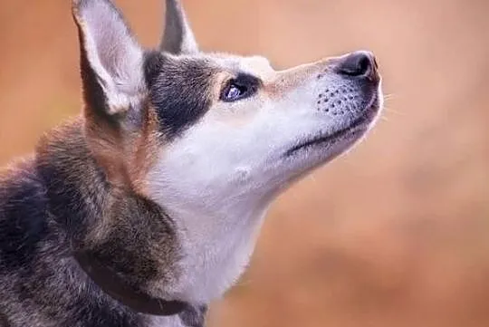 Rej pies w typie rasy husky szuka domu ADOPCJA