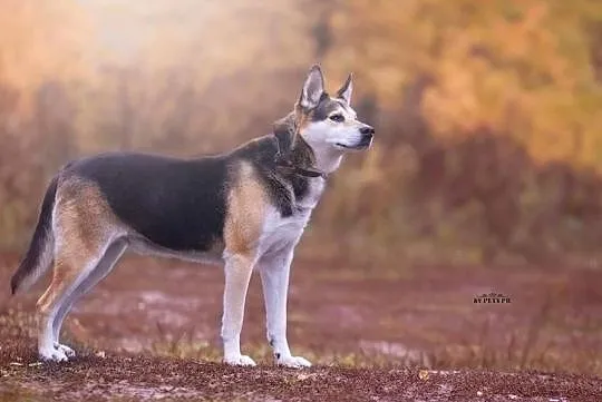 Rej pies w typie rasy husky szuka domu ADOPCJA, Wielkopolskie, Poznań