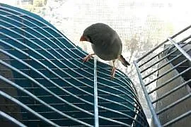 Zeberki