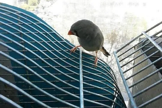Zeberki
