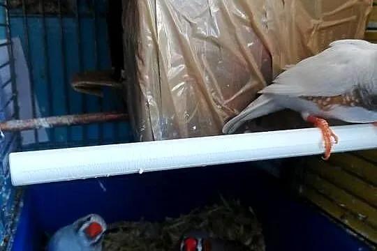 Zeberki, Łódzkie, Pabianice