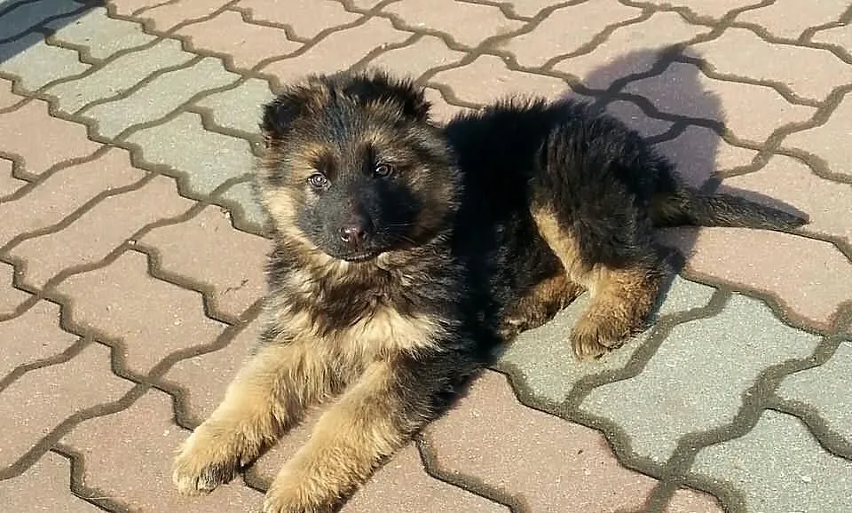 Sprzedam 2miesięczną suczkę owczarka niemieckiego!