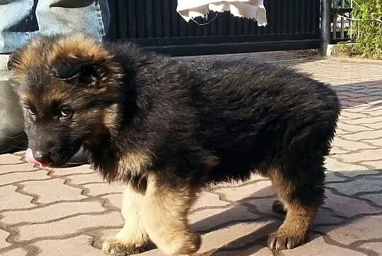 Sprzedam 2miesięczną suczkę owczarka niemieckiego!
