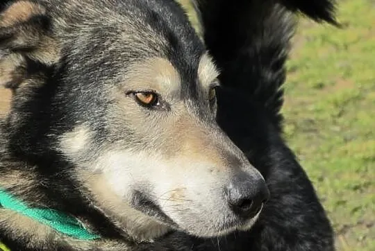 Dostojny BERN do adopcji