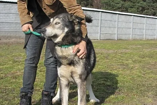 Dostojny BERN do adopcji