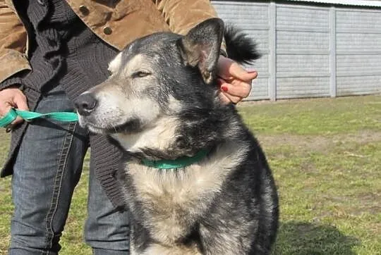 Dostojny BERN do adopcji