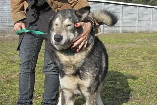 Dostojny BERN do adopcji