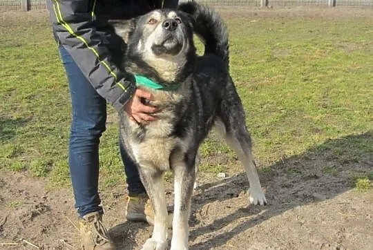 Dostojny BERN do adopcji