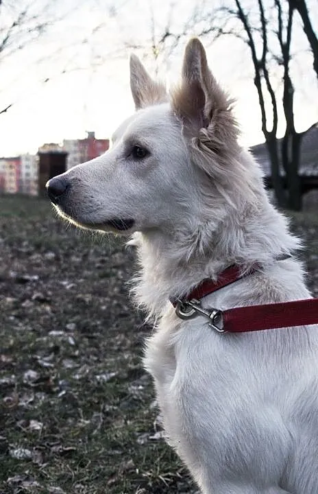 Ptyś w typie owczarka szwajcarskiego, Warmińsko-mazurskie, Olsztyn