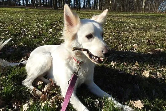 Ptyś w typie owczarka szwajcarskiego, Warmińsko-mazurskie, Olsztyn