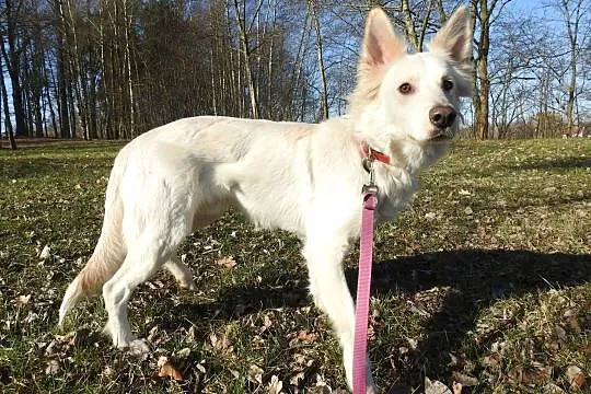 Ptyś w typie owczarka szwajcarskiego, Warmińsko-mazurskie, Olsztyn