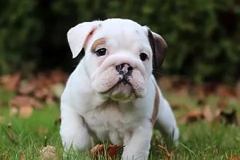 Buldog angielski - suczka