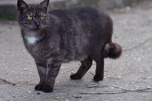 Piekna,dymna,wysterylizowana kotka,adopcja!!,  świętokrzyskie Kielce