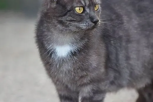Piekna,dymna,wysterylizowana kotka,adopcja!!,  świ