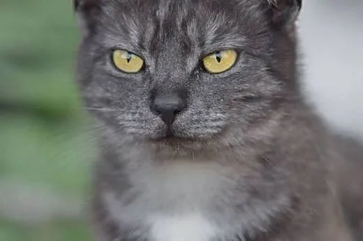 Piekna,dymna,wysterylizowana kotka,adopcja!!,  świ
