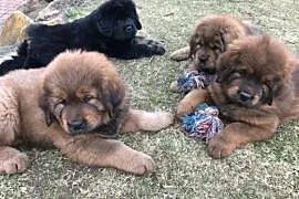 Tibetan mastiff puppies for sale with FCI pedigree, Wrocław