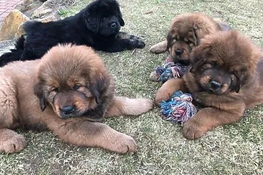 Tibetan mastiff puppies for sale with FCI pedigree, Wrocław
