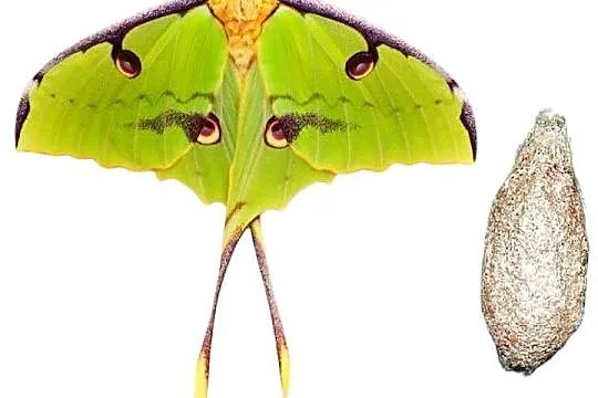 5 żywych kokonów Argema Mimosae. WYSYŁKA!!! Płatne z góry.