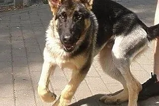 Boleś do adopcji,  mazowieckie Radzymin
