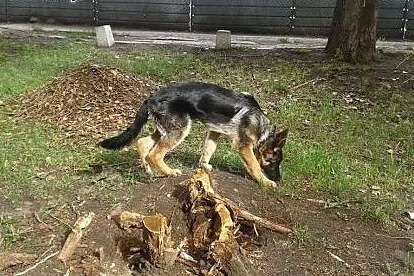 Boleś do adopcji,  mazowieckie Radzymin