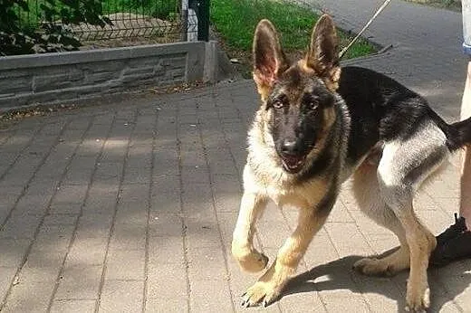 Boleś do adopcji,  mazowieckie Radzymin