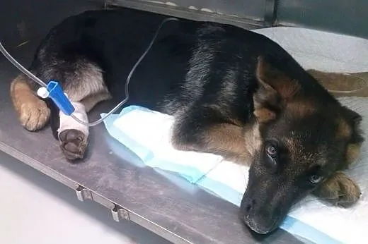 Boleś do adopcji,  mazowieckie Radzymin