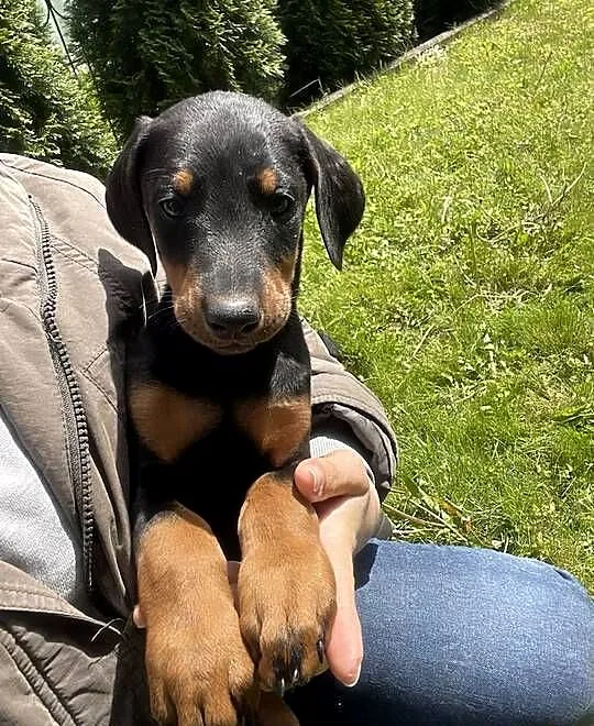 Szczeniaki dobermana, Lubelskie, Romanów