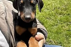 Szczeniaki dobermana