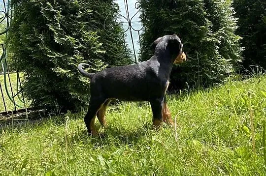 Szczeniaki dobermana, Lubelskie, Romanów