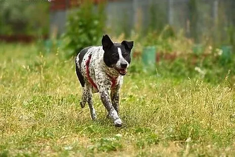 Kompaktowy, 12 kg, łaciaty, Dropik, ks. zdrowia, czip. ADOPCJA W-wa ,  mazowieckie Warszawa