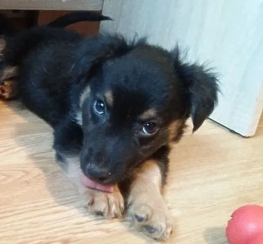 Facecik ma 8 tygodni i poleca się do adopcji , ma