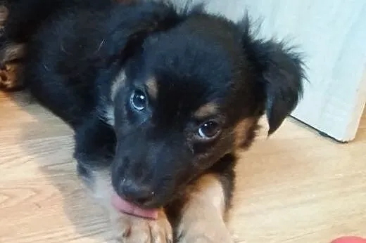 Facecik ma 8 tygodni i poleca się do adopcji ,  ma