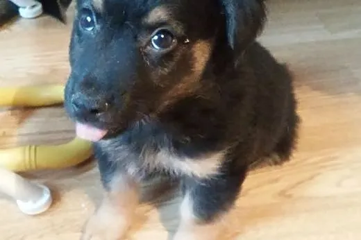 Facecik ma 8 tygodni i poleca się do adopcji ,  ma