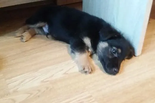 Facecik ma 8 tygodni i poleca się do adopcji ,  ma