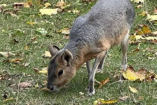 mary patagońskie samiec i samica