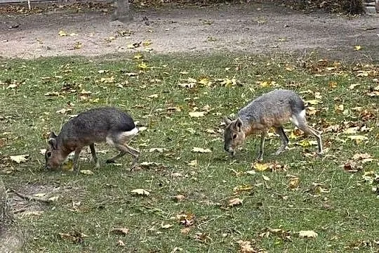 mary patagońskie samiec i samica, Mazowieckie, Wilkowa Wieś